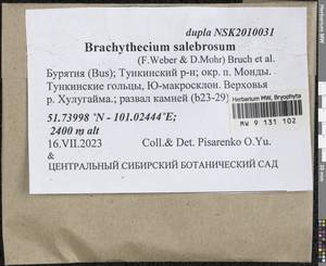 Brachythecium salebrosum (Hoffm. ex F. Weber & D. Mohr) Schimp., Bryophytes, Bryophytes - Baikal & Transbaikal regions (B18) (Russia)