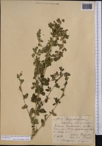 Ononis spinosa subsp. hircina (Jacq.)Gams, Middle Asia, Northern & Central Tian Shan (M4) (Kazakhstan)