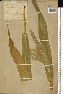 Zea mays L., Eastern Europe, Central forest-and-steppe region (E6) (Russia)