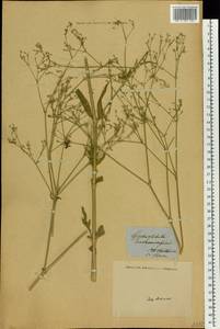 Gypsophila scorzonerifolia Ser., Botanic gardens and arboreta (GARD) (Italy)