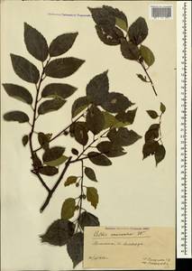 Celtis australis subsp. caucasica (Willd.) C. C. Townsend, Caucasus, Armenia (K5) (Armenia)