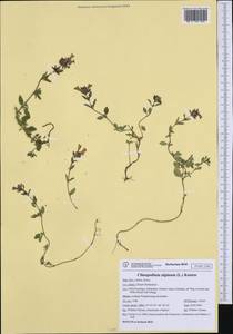 Clinopodium alpinum (L.) Kuntze, Western Europe (EUR) (Italy)