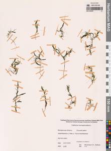 Callitriche hermaphroditica L., Siberia, Chukotka & Kamchatka (S7) (Russia)