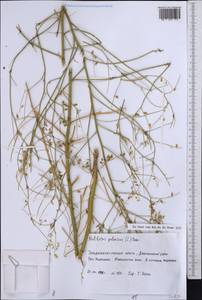 Melilotus polonicus (L.)Pall., Middle Asia, Caspian Ustyurt & Northern Aralia (M8) (Kazakhstan)