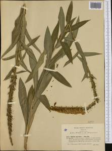 Digitalis lutea subsp. australis (Ten.) Arcang., Western Europe (EUR) (Italy)