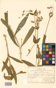 Silene vulgaris (Moench) Garcke, Siberia, Russian Far East (S6) (Russia)