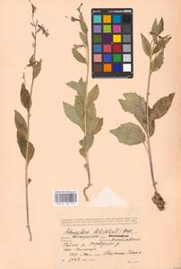 Adenophora liliifolia (L.) A.DC., Eastern Europe, Lower Volga region (E9) (Russia)