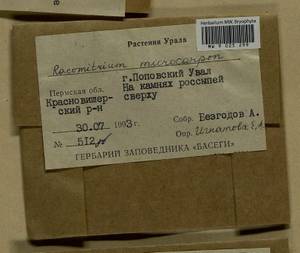 Bucklandiella microcarpos (Hedw.) Bedn.-Ochyra & Ochyra, Bryophytes, Bryophytes - Permsky Krai, Udmurt Republic, Sverdlovsk & Kirov Oblasts (B8) (Russia)