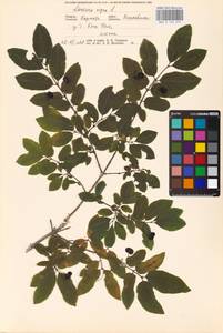 Lonicera nigra L., Eastern Europe, West Ukrainian region (E13) (Ukraine)