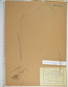 KHA804, Bromus pumpellianus Scribn., Siberia, Russian Far East (S6) (Russia)