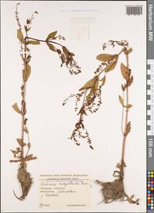 Veronica anagalloides Guss., Caucasus, Georgia (K4) (Georgia)