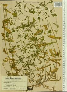 Stellaria aquatica (L.) Scop., Eastern Europe, Latvia (E2b) (Latvia)