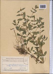 Mentha arvensis L., Middle Asia, Muyunkumy, Balkhash & Betpak-Dala (M9) (Kazakhstan)