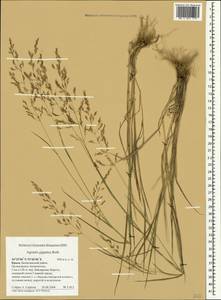 Agrostis gigantea Roth, Crimea (KRYM) (Russia)