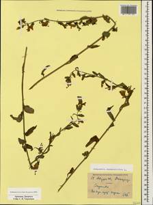 Campanula rapunculoides L., Caucasus, Armenia (K5) (Armenia)