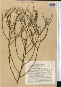 Chondrilla ambigua Fisch. ex Kar. & Kir., Middle Asia, Caspian Ustyurt & Northern Aralia (M8) (Kazakhstan)