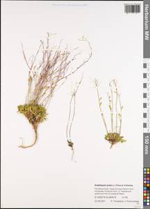 Arabidopsis lyrata subsp. petraea (L.) O'Kane & Al-Shehbaz, Eastern Europe, Northern region (E1) (Russia)