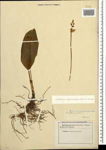 Convallaria majalis L., Caucasus, Stavropol Krai, Karachay-Cherkessia & Kabardino-Balkaria (K1b) (Russia)