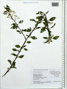 Prunus pensylvanica L. fil., Eastern Europe, Central region (E4) (Russia)