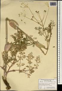 Ferula haussknechtii H.Wolff ex Rech.fil., South Asia, South Asia (Asia outside ex-Soviet states and Mongolia) (ASIA) (Iran)