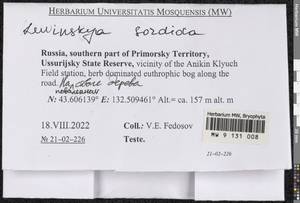 Lewinskya sordida (Sull. & Lesq.) F. Lara, Garilleti & Goffinet, Bryophytes, Bryophytes - Russian Far East (excl. Chukotka & Kamchatka) (B20) (Russia)