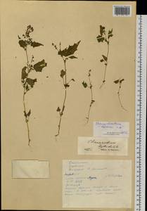 Chenopodiastrum hybridum (L.) S. Fuentes, Uotila & Borsch, Siberia, Yakutia (S5) (Russia)