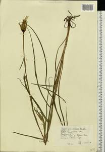 Tragopogon orientalis L., Eastern Europe, West Ukrainian region (E13) (Ukraine)