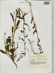 Hackelia deflexa (Wahlenb.) Opiz, Siberia, Altai & Sayany Mountains (S2) (Russia)