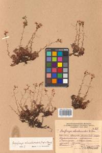 Saxifraga cherlerioides D. Don, Siberia, Russian Far East (S6) (Russia)