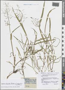 Catabrosa aquatica (L.) P.Beauv., Eastern Europe, Northern region (E1) (Russia)