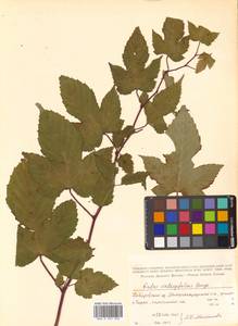 Rubus crataegifolius Bunge, Siberia, Russian Far East (S6) (Russia)