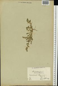 Herniaria glabra L., Eastern Europe, North Ukrainian region (E11) (Ukraine)