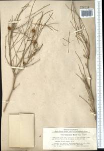 Calligonum murex Bunge, Middle Asia, Caspian Ustyurt & Northern Aralia (M8) (Kazakhstan)