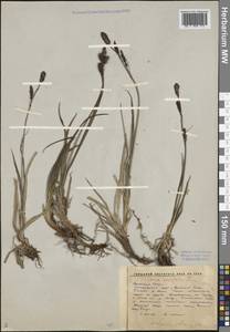 Carex bigelowii subsp. ensifolia (Turcz. ex Gorodkov) Holub, Siberia, Altai & Sayany Mountains (S2) (Russia)