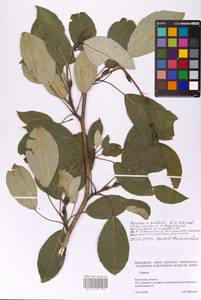 Populus balsamifera L., Eastern Europe, Central region (E4) (Russia)