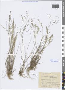 Puccinellia hauptiana (V.I.Krecz.) Kitag., Siberia, Chukotka & Kamchatka (S7) (Russia)