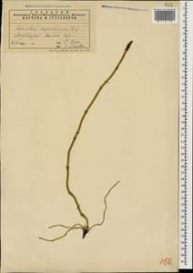 Equisetum ramosissimum Desf., Caucasus, Azerbaijan (K6) (Azerbaijan)