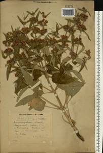 Phlomis herba-venti subsp. pungens (Willd.) Maire ex DeFilipps, Eastern Europe, South Ukrainian region (E12) (Ukraine)