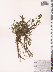 Oxytropis nigrescens (Pall.) Fisch. ex DC., Siberia, Central Siberia (S3) (Russia)