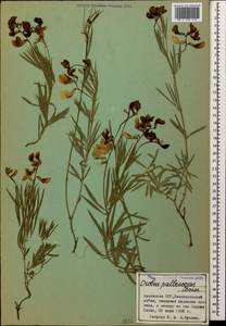 Lathyrus pallescens (M.Bieb.) K.Koch, Caucasus, Armenia (K5) (Armenia)