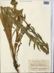 Campanula cervicaria L., Middle Asia, Northern & Central Kazakhstan (M10) (Kazakhstan)