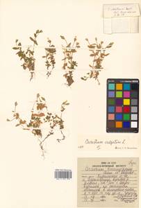 Cerastium aleuticum Hultén, Siberia, Russian Far East (S6) (Russia)