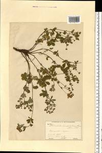 Potentilla leucopolitana P. J. Müll. ex F. W. Schultz, Eastern Europe, Moscow region (E4a) (Russia)