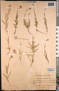 Dichodon maximum (L.) Á. Löve & D. Löve, Middle Asia, Northern & Central Kazakhstan (M10) (Kazakhstan)