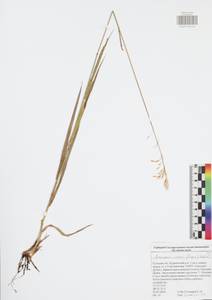 Bromus inermis Leyss., Eastern Europe, Central region (E4) (Russia)