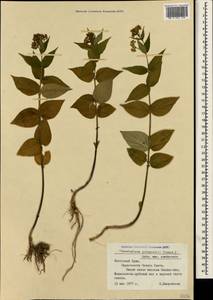 Vincetoxicum juzepczukii × hirundinaria, Crimea (KRYM) (Russia)