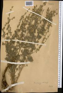 Artemisia persica Boiss., Middle Asia, Western Tian Shan & Karatau (M3)