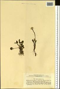 Tephroseris integrifolia subsp. tundricola (Tolm.) B. Nord., Siberia, Yakutia (S5) (Russia)