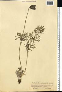 Pulsatilla pratensis subsp. ucrainica (Ugr.) Grey-Wilson, Eastern Europe, South Ukrainian region (E12) (Ukraine)