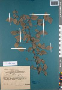 Ulmus minor Mill., Caucasus, Azerbaijan (K6) (Azerbaijan)